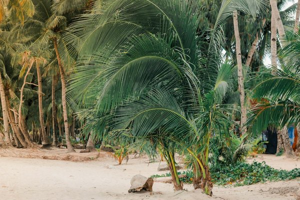 Comment préparer un itinéraire de camping pour explorer les forêts de séquoias en Californie?